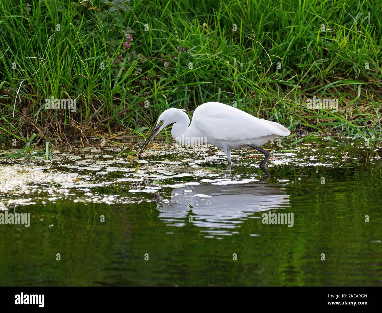 Kleiner Silberreiher Egretta tarzetta, der am Rande eines Pools ruht, Catcott Tiefs Nature Reserve, Somerset Wildlife Trust Reserve, in der Nähe von Burtle, Avalon Marshes Stockfoto