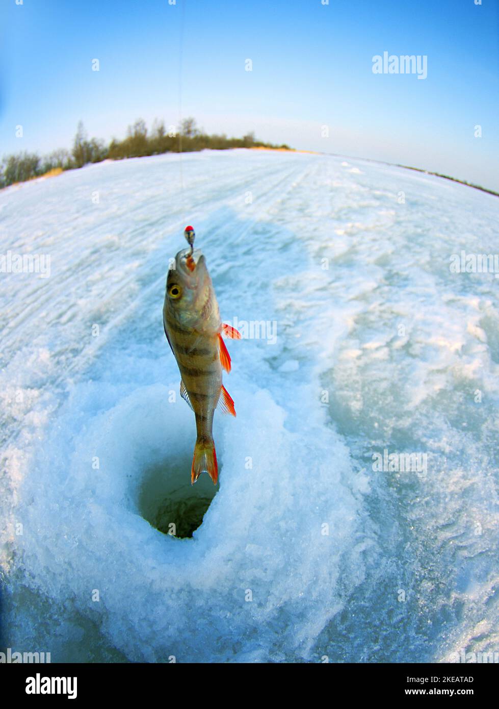 Eisangeln. Ein Bild von europäischem Barsch (Perca fluviatilis), der mit einem Loch fischt, einem Panorama des Flusses und der Waldküste. Ein Fisch-Ey Stockfoto