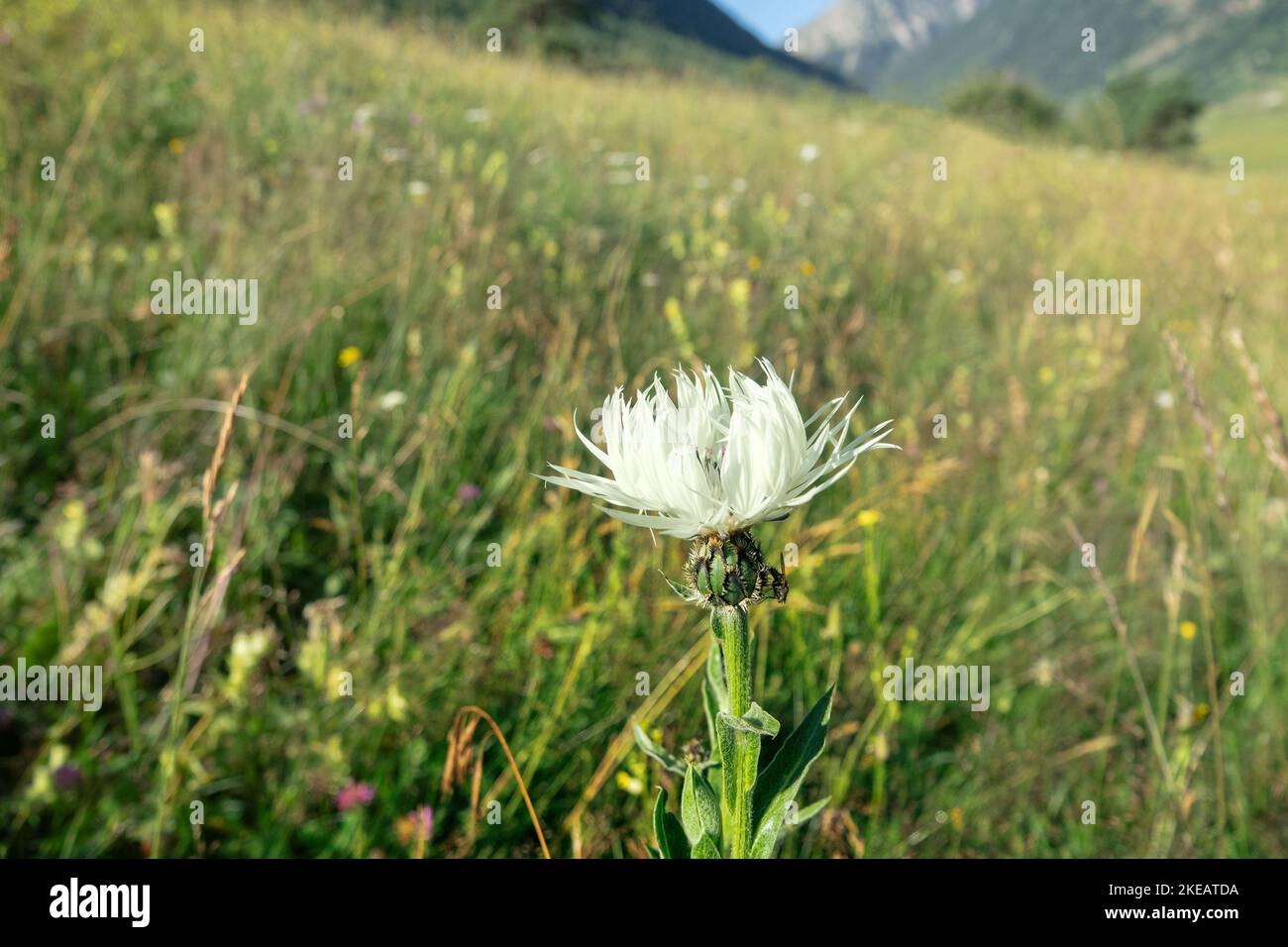 Fisher-Kornblume (Centaurea fischeri) auf den alpinen Wiesen des Kaukasus, endemische Art. Nordkaukasus. 2500 m Ü. D. M. Stockfoto