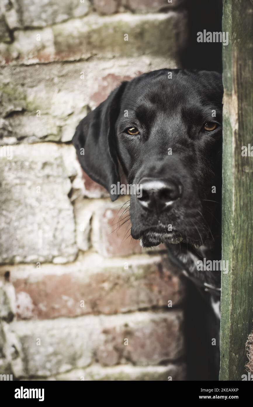 Männlicher Labrador-Dalmatiner-Mongel Stockfoto