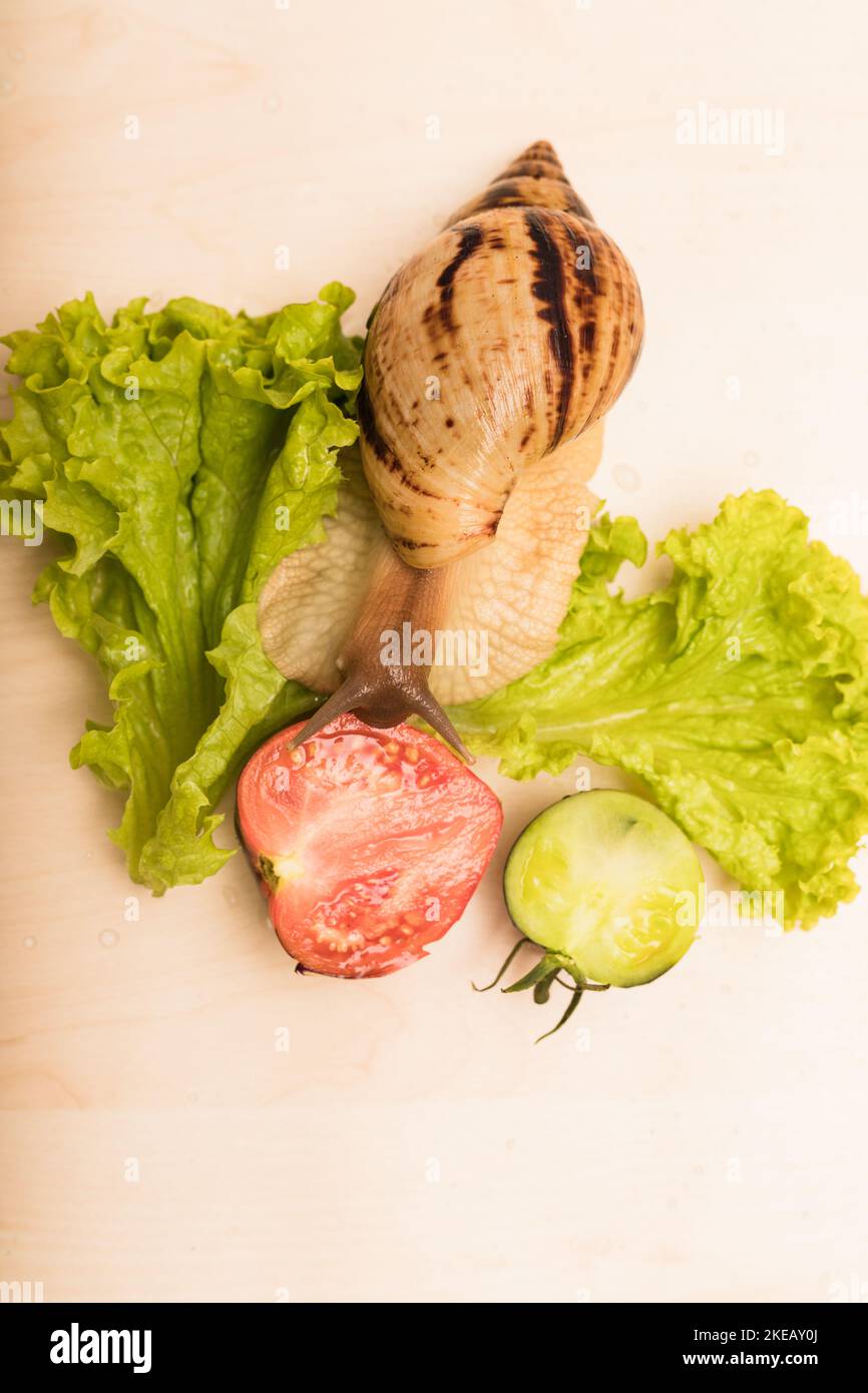 Große achatina-Schnecke frisst Salatblätter. Vegetarismus, Tierschutz Stockfoto