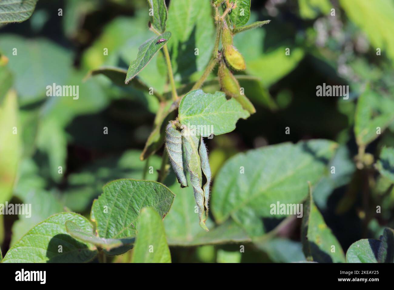 Durch Lupinenkäfer beschädigte Sojabohnenpflanzen - Charagmus (ehemals Sitona) gressorius und Griseus - eine Art von Weevils Curculionidae, Schädling von Lupinen. Stockfoto