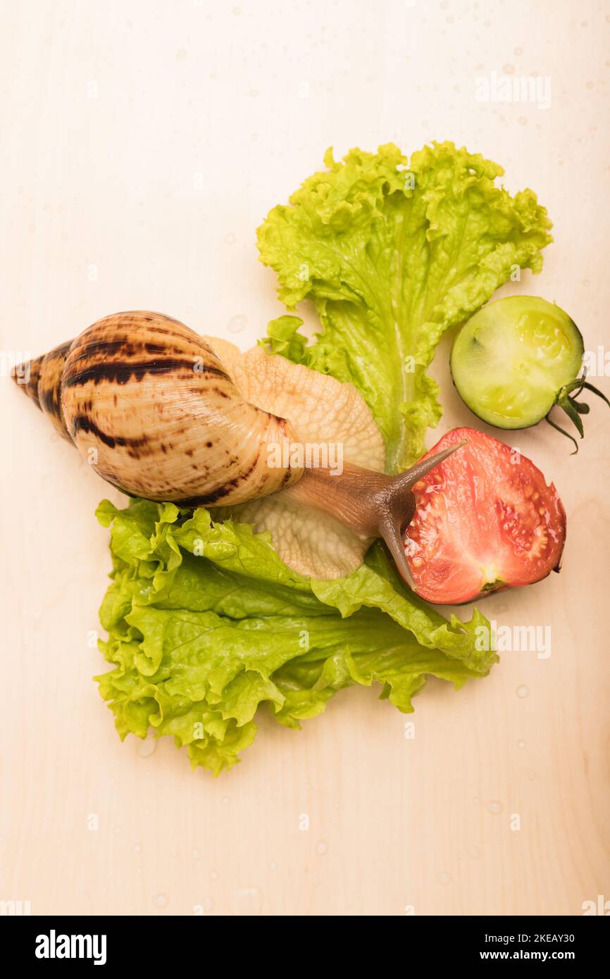 Große achatina-Schnecke frisst Salatblätter. Vegetarismus, Tierschutz Stockfoto