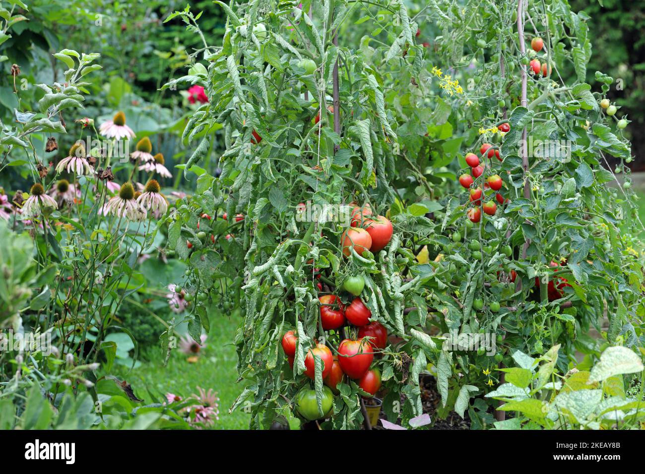 Tomaten, Kräuter und anderes Gemüse im Garten. Stockfoto