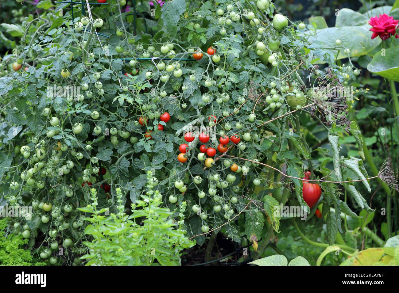 Tomaten, Kräuter und anderes Gemüse im Garten. Stockfoto