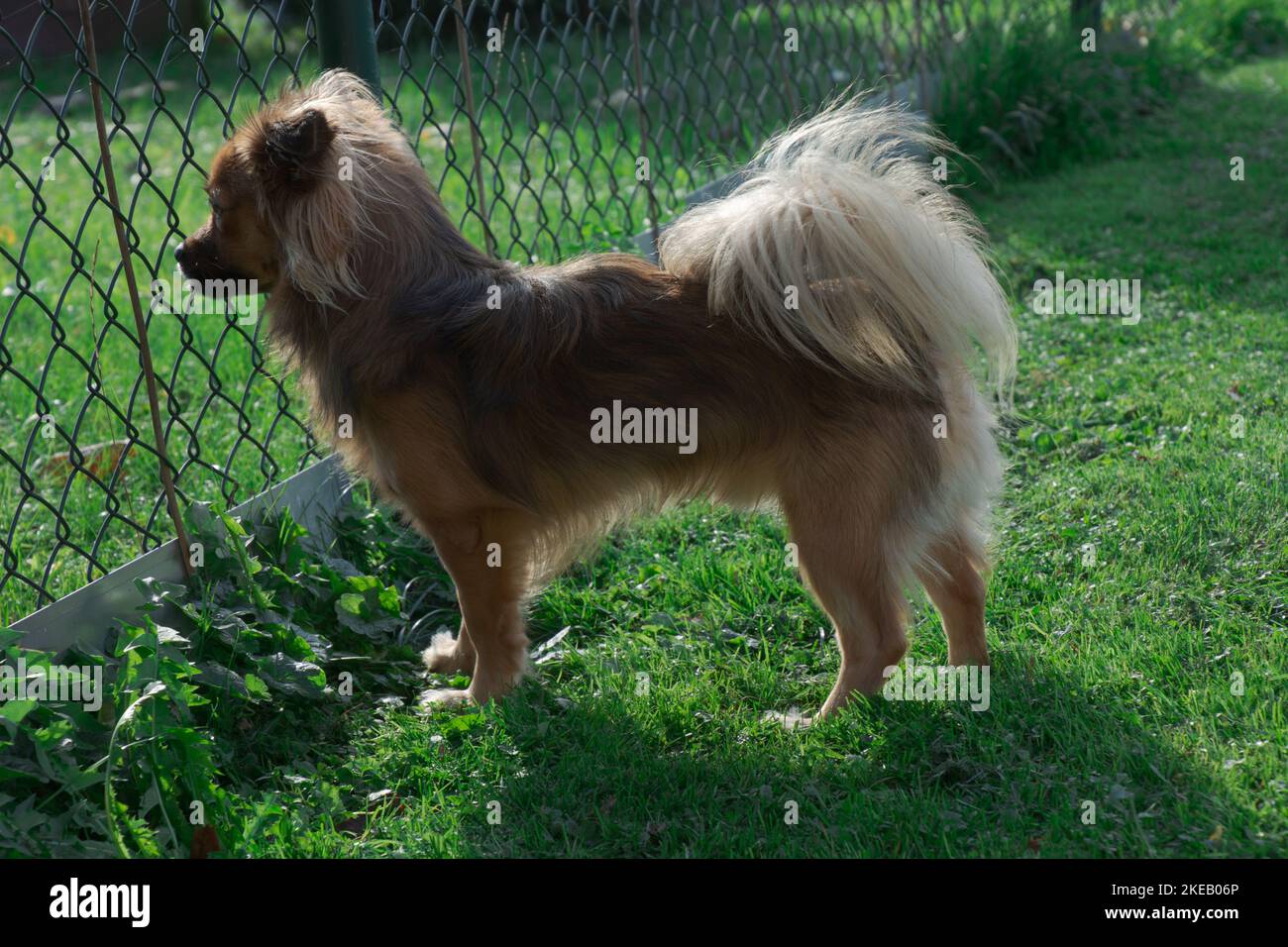 Kleine neugierige Pomchi schaut wach durch einen Gartenzaun in das andere Grundstück lustige Tierdarstellung Stockfoto