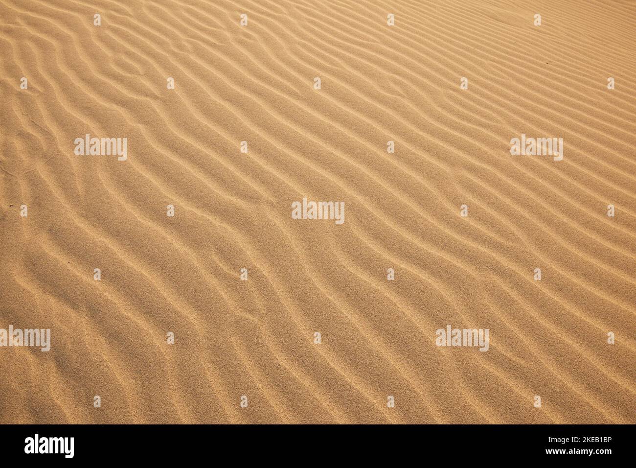 Eine wunderschöne Sandstruktur. Ein welliger Wüstenhintergrund. Eine Sanddüne im Hintergrund Stockfoto