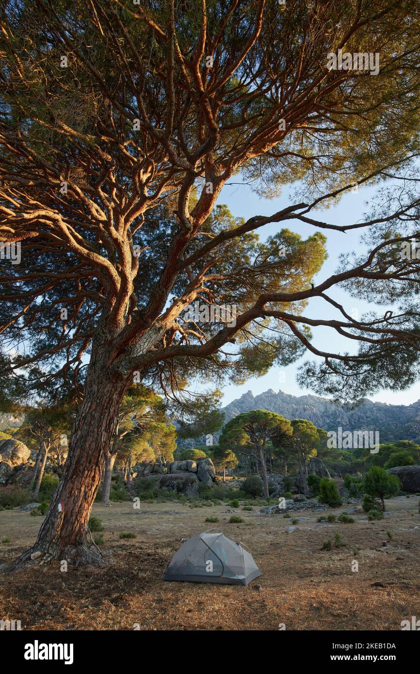 Ein Zelt unter dem großen Baum inmitten einer wunderschönen Naturlandschaft. Sommerwanderung. Mediterrane wilde Natur Stockfoto