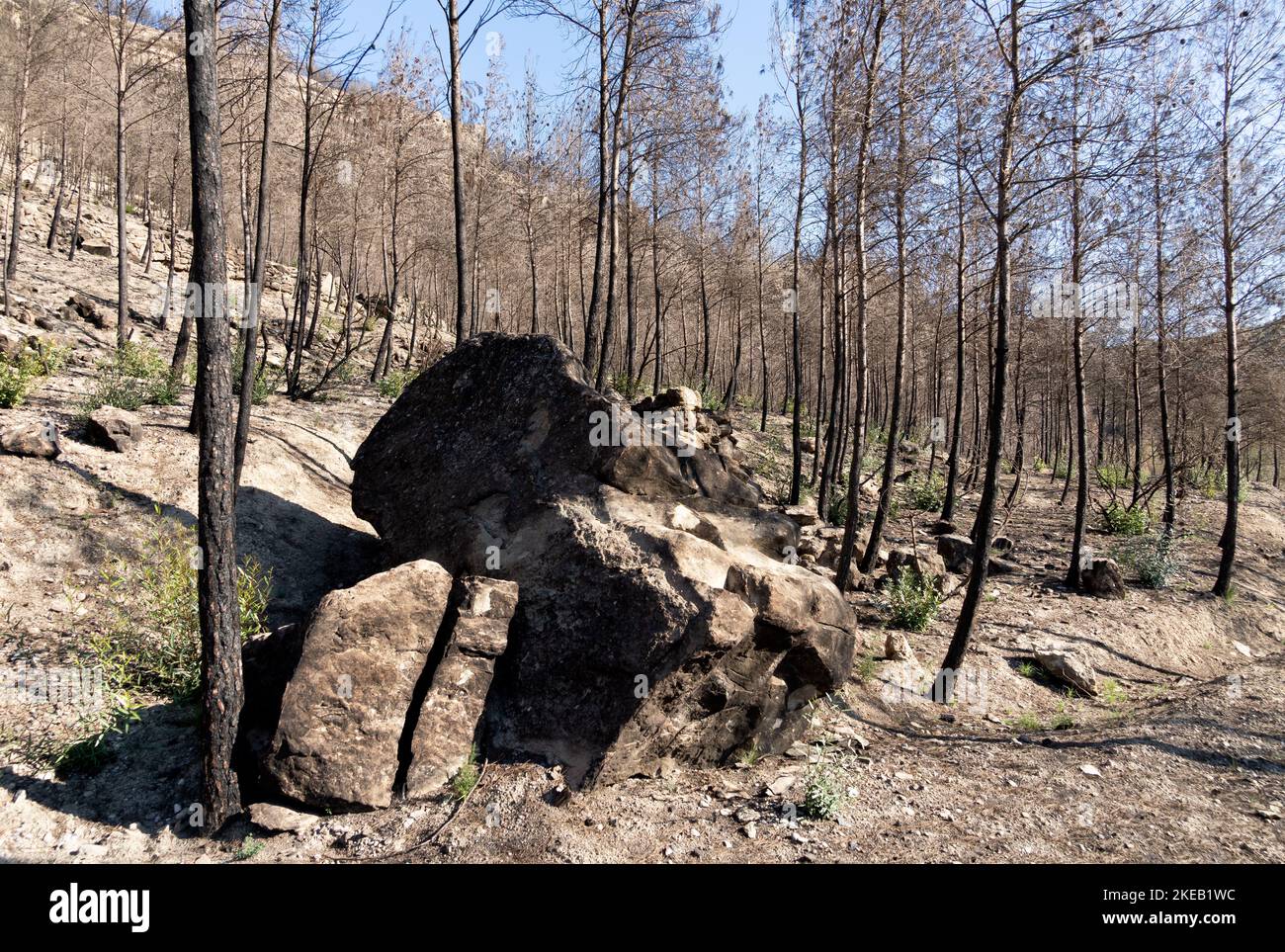 Felsen und Steine zwischen den vom Feuer verbrannten Bäumen Stockfoto