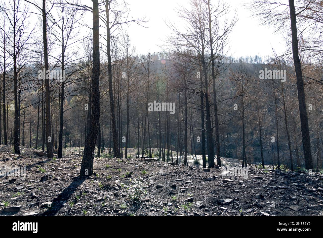 Wald durch Feuer verwüstet, Panoramabild zurückgenommen Licht Stockfoto