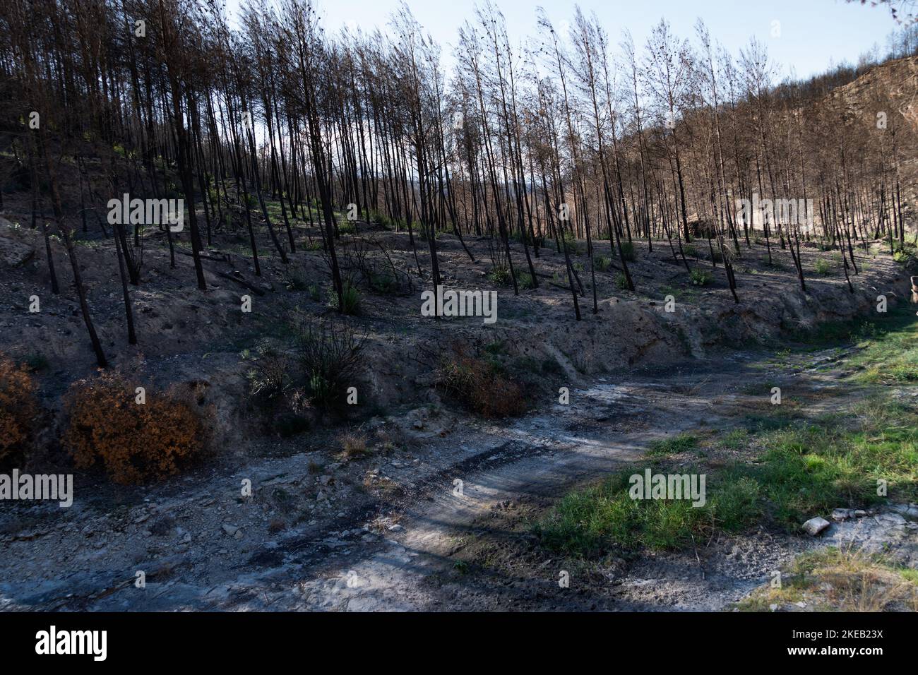 Verbrannter Waldhang neben trockenem Flussbecken mit etwas neuer Vegetation Stockfoto