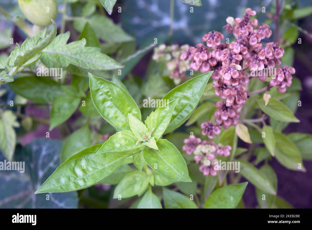 Basilikumblätter und reifer Blütenstand. Das große Basilikum ist ein aromatisches einjähriges Kraut der Familie der Minzen, eine Begleitpflanze für Tomaten, die in der Küche verwendet wird. Stockfoto