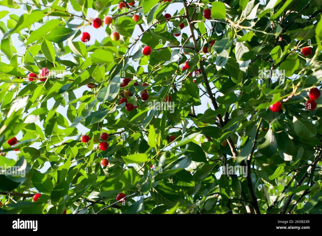 Morello-Kirschen (Sauerkirschen, herbe Kirsche, Zwergkirsche), die mit Süßkirschen verwandt sind, mit dunkler Haut und bitterem, sauren Geschmack, zum Kochen verwendet. Stockfoto