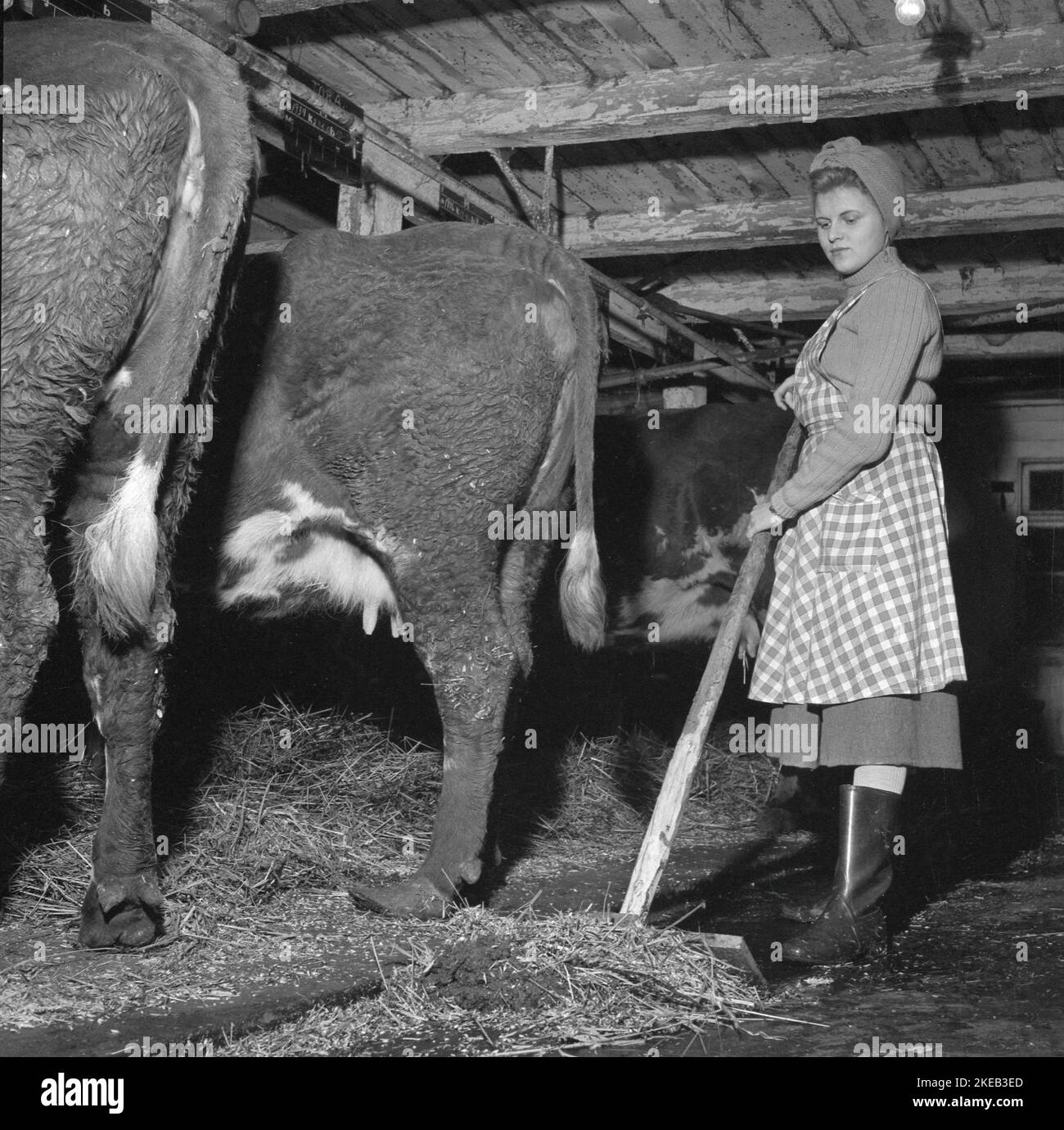 In der 1950s. Eine Frau arbeitet in der Scheune. Schweden februar 16 1951. Conard Ref. 1616 Stockfoto
