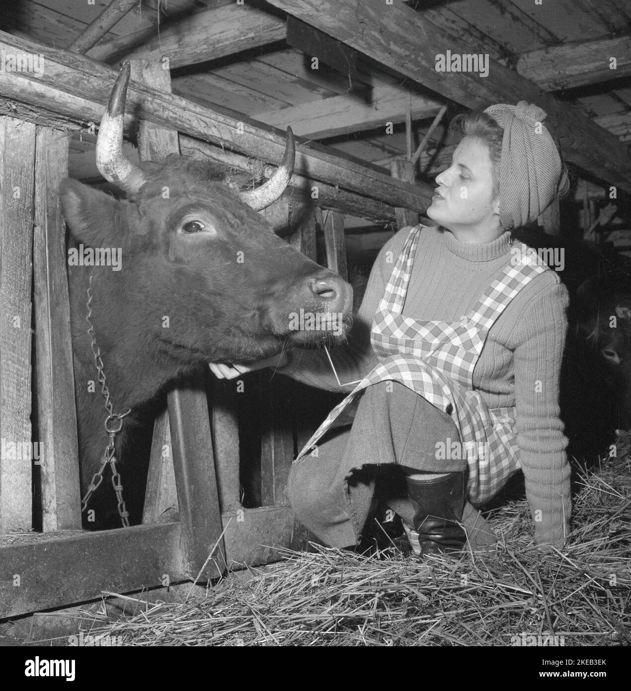 In der 1950s. Eine Frau mit einer freundlichen Kuh im Stall. Schweden februar 16 1951. Conard Ref. 1616 Stockfoto