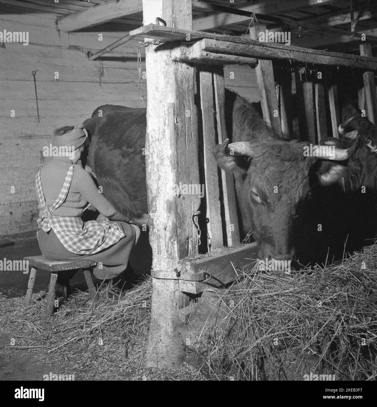 In der 1950s. Eine Frau melkt eine Kuh. Schweden februar 16 1951. Conard Ref. 1616 Stockfoto