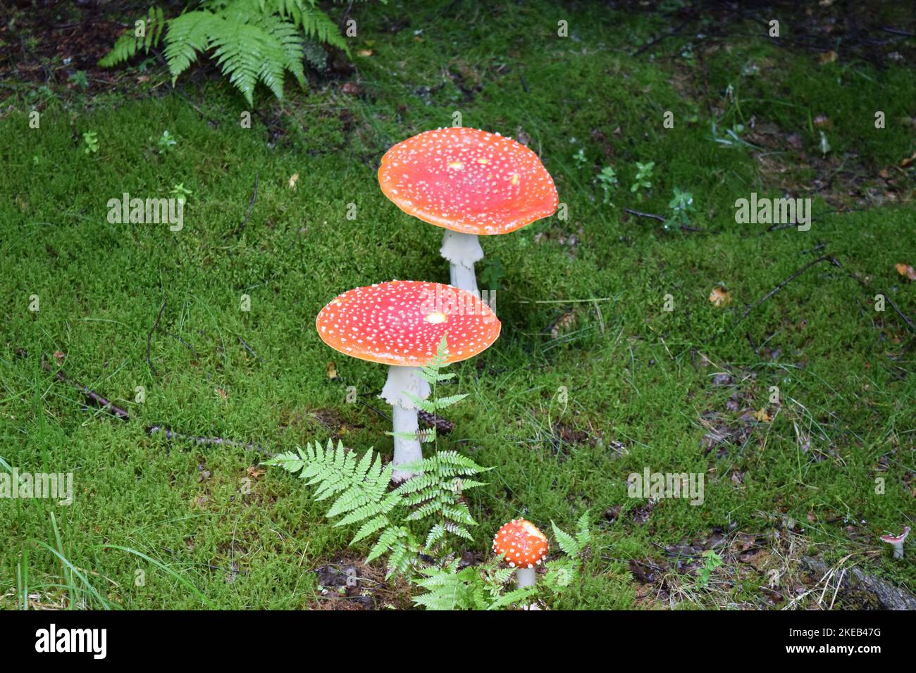 Rot-weiße Pilze, Rotkappen-Pilze mit weißen Warzenflecken. Stockfoto