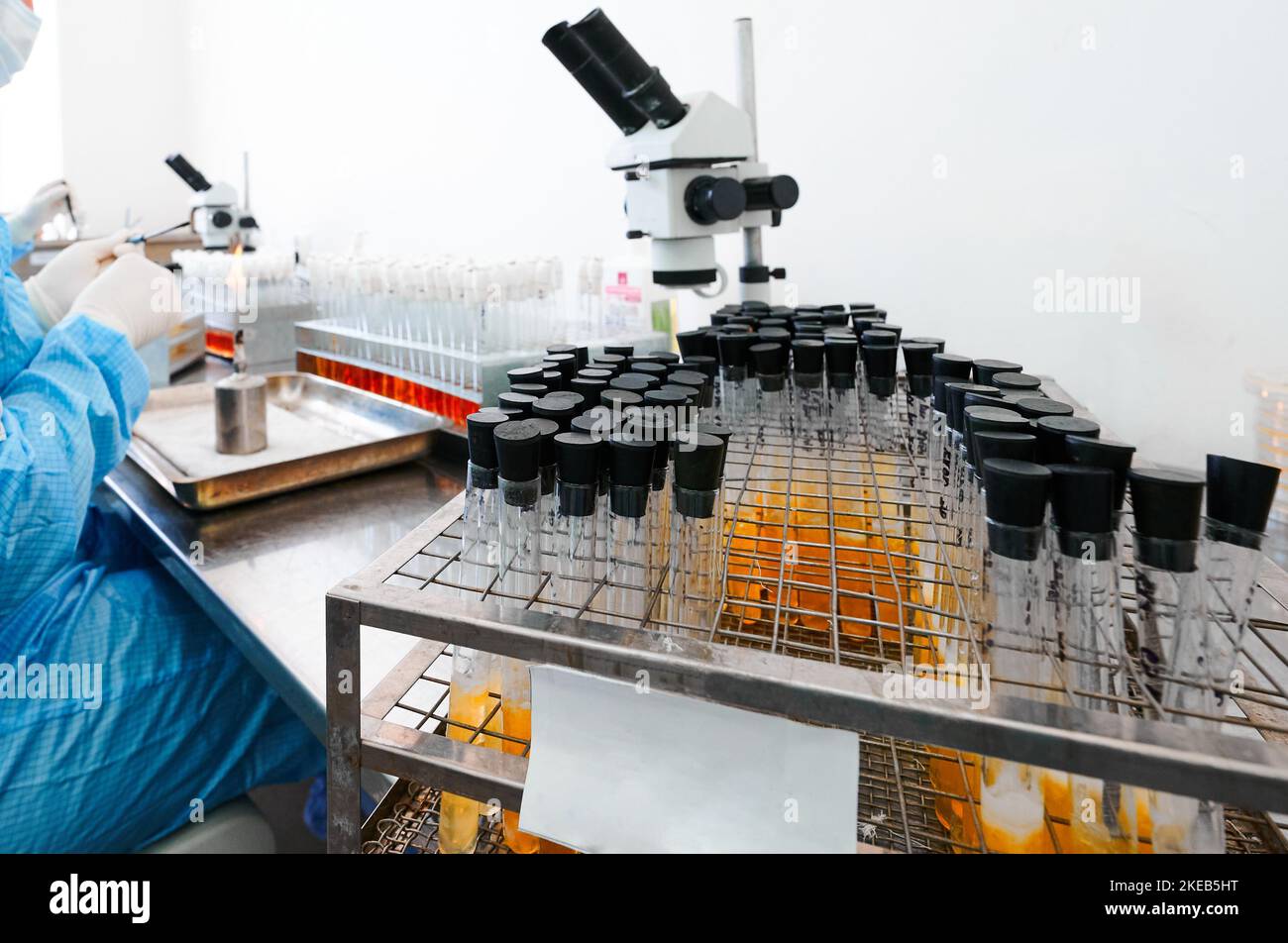 Der Techniker arbeitet an der Analyse zur Erstellung von Bakteriophagen im Labor Stockfoto