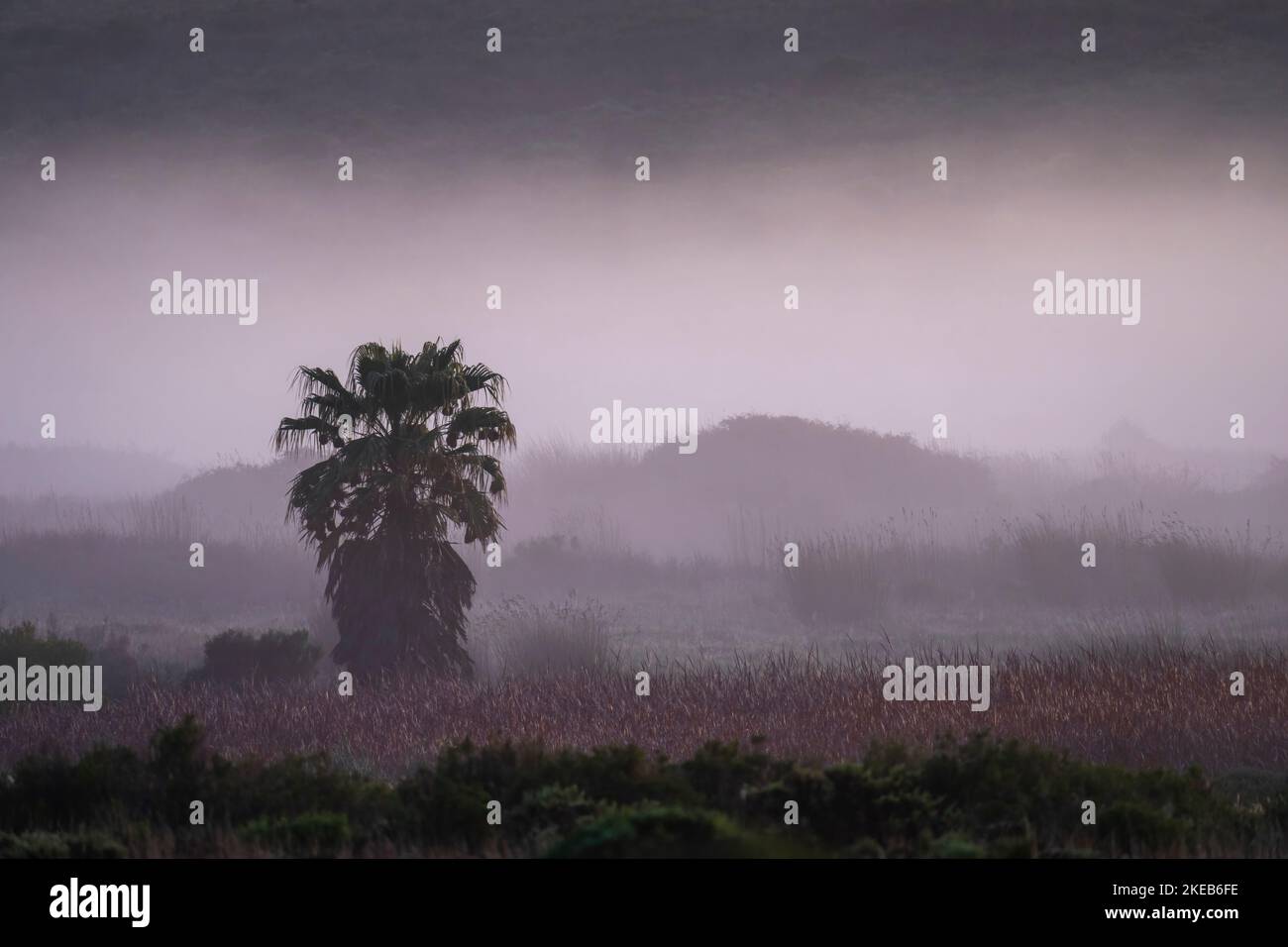 Weaver brütet in einer Palme im nebligen Licht vor der Morgendämmerung. Westkap. Südafrika Stockfoto