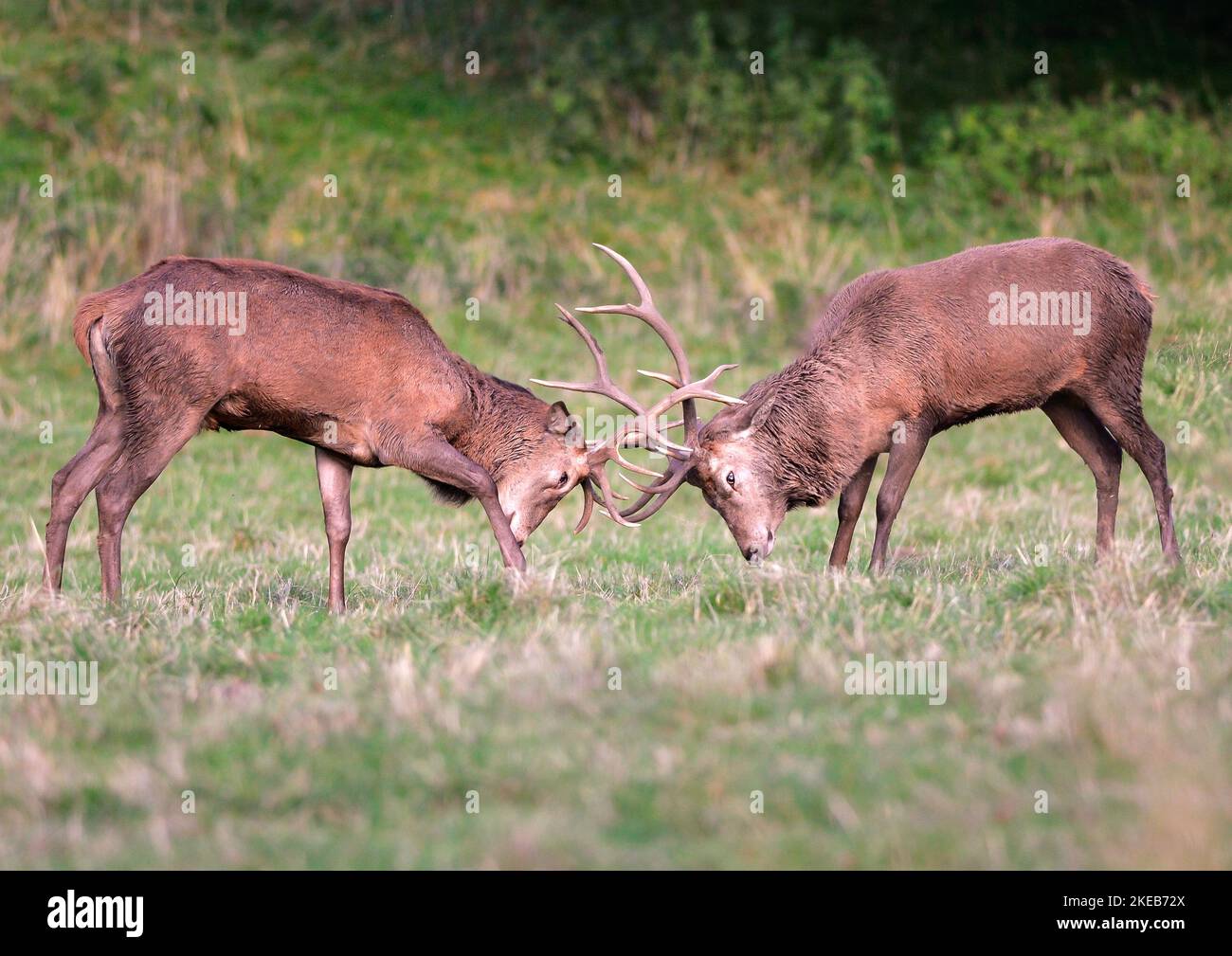 Red Deer Highlands Schottland Stockfoto
