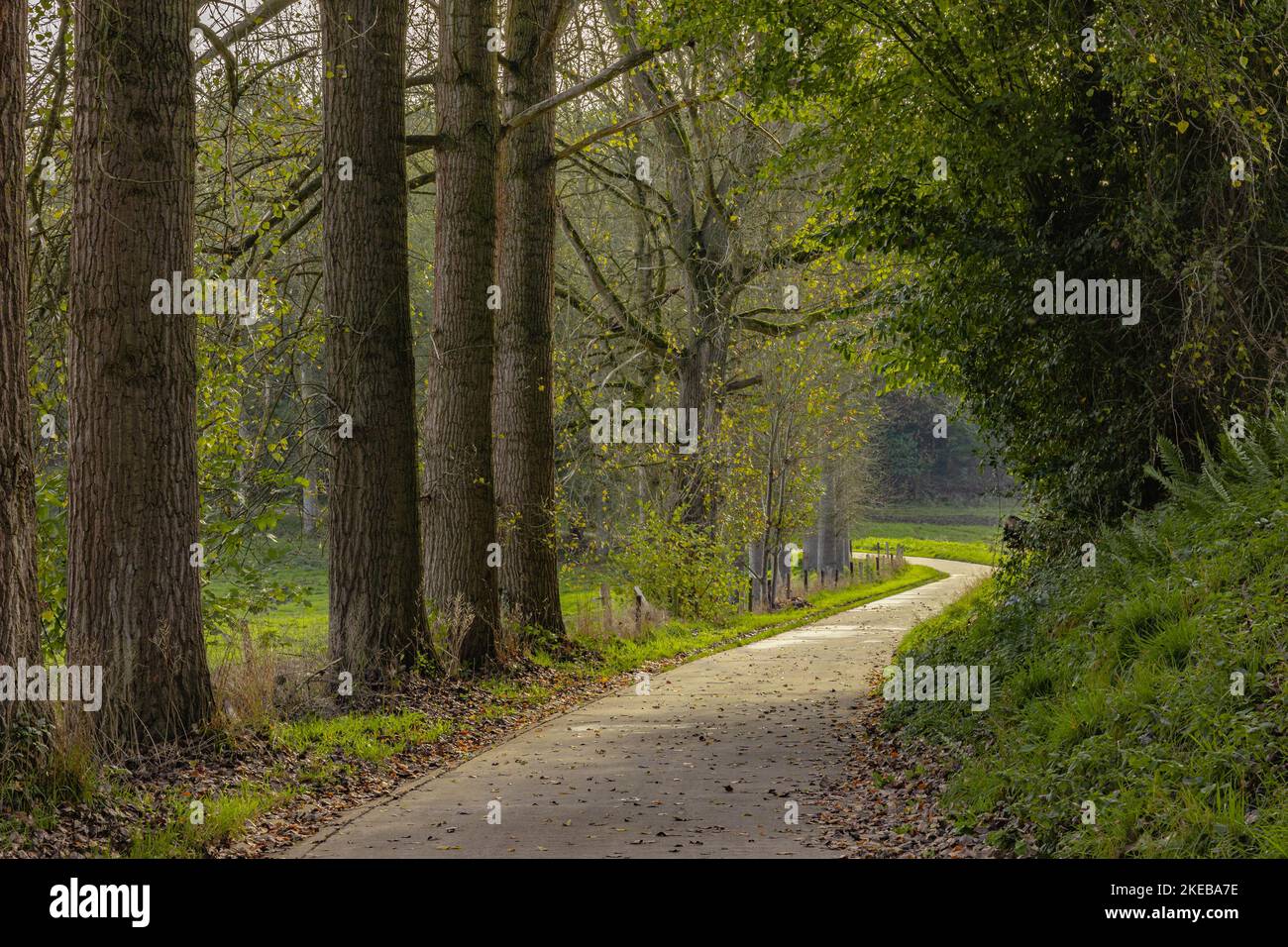 Pfad und schöne Bäume Weg im Park Stockfoto
