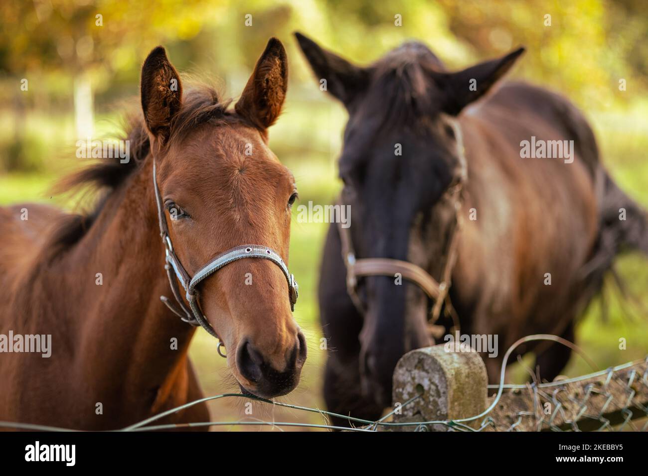 Mare und ihr schönes Fohlen. Pferd mit Fohlen aus nächster Nähe. Stockfoto