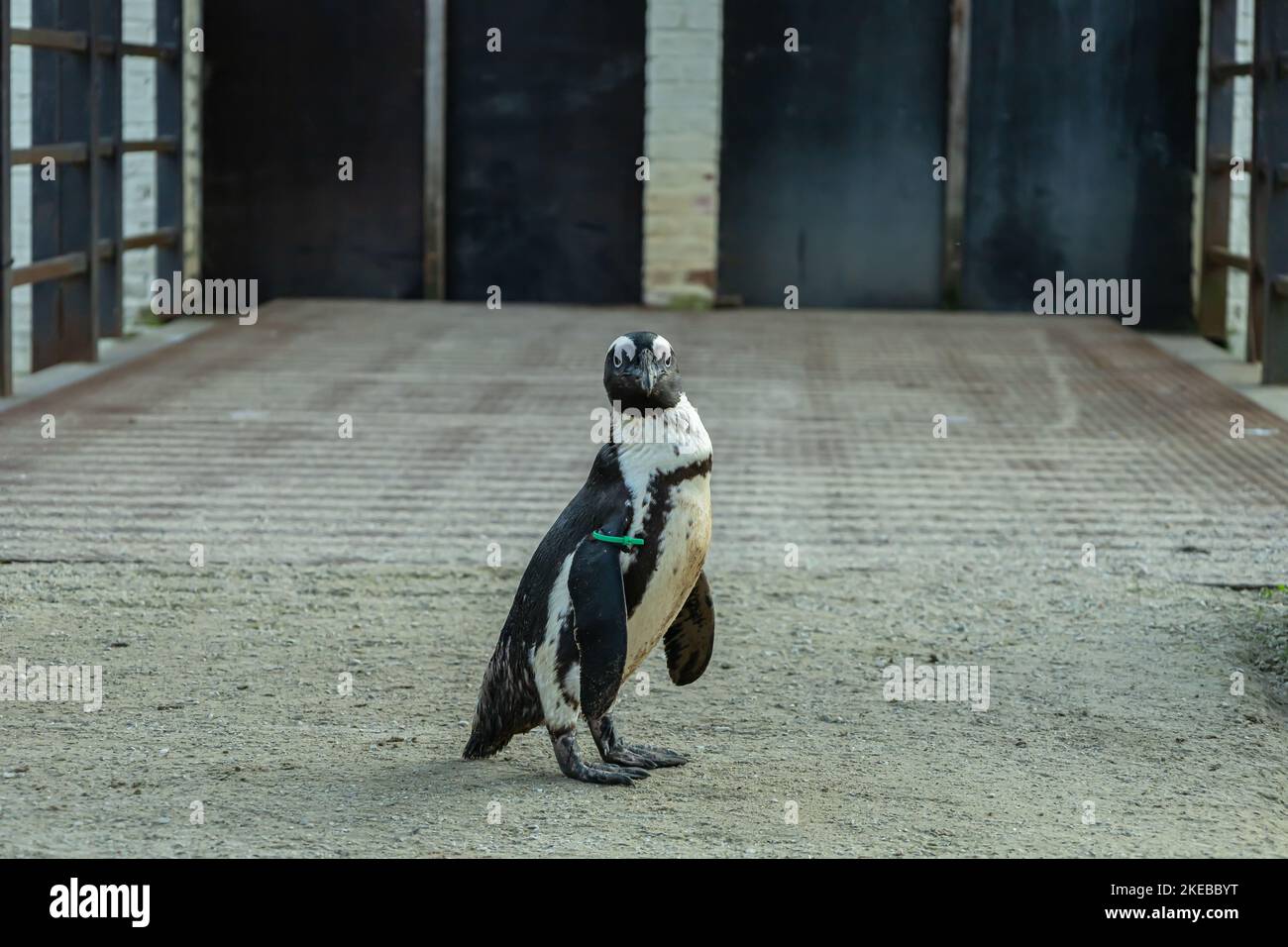 Der einsame kleine lustige Pinguin steht am Ufer Stockfoto