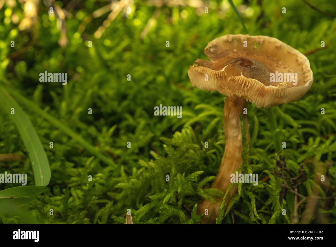 Ein großer gelber Pilz wächst im Wald in Gras und Moos Stockfoto
