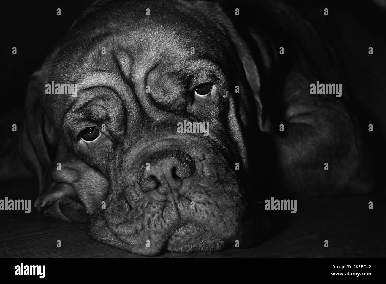 Hund beobachtet Sie Stockfoto