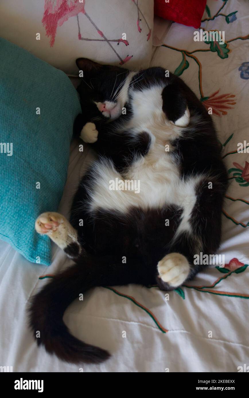 Entspannte Hauskatze, die auf dem Bett liegt Stockfoto