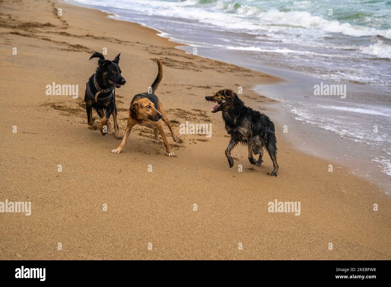 Drei nasse Hunde spielen am Sandstrand. Stockfoto