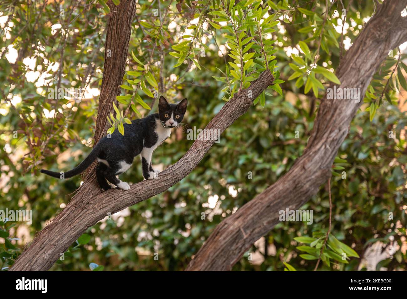 Eine kleine Katze (Kätzchen) mit einer Klingel am Hals kletternden Baumzweig. Stockfoto