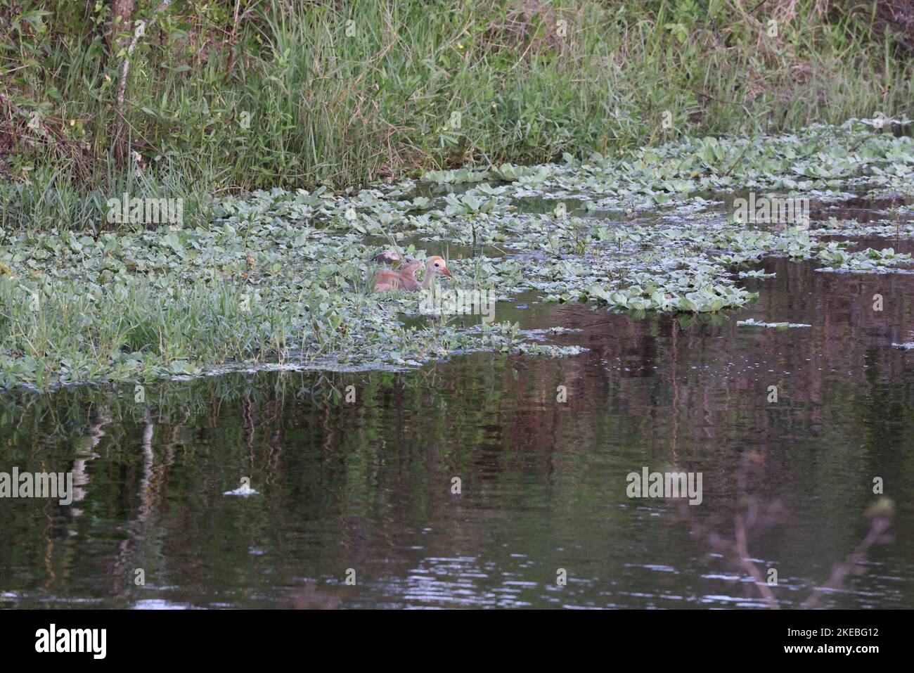 Sandhill Kran Arthur R. Marshall Loxahatchee National Wildlife Refuge Florida Stockfoto