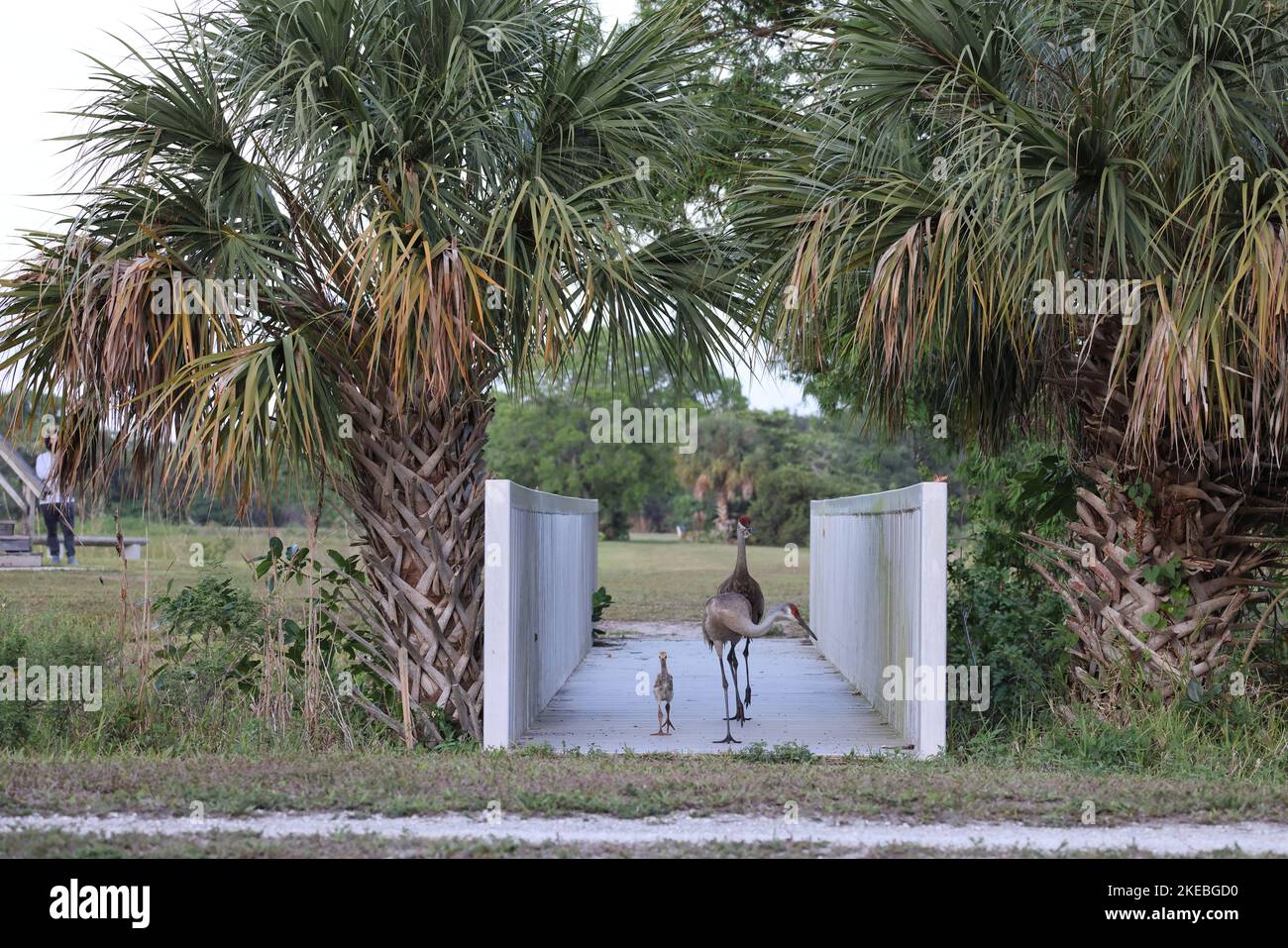 Sandhill Kran Arthur R. Marshall Loxahatchee National Wildlife Refuge Florida Stockfoto