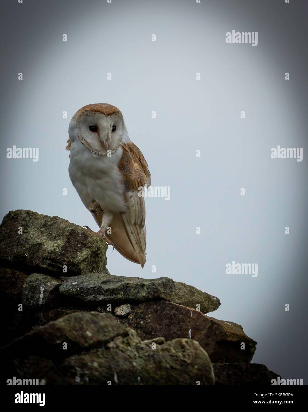 Schleiereule (Tyto Alba) Stockfoto