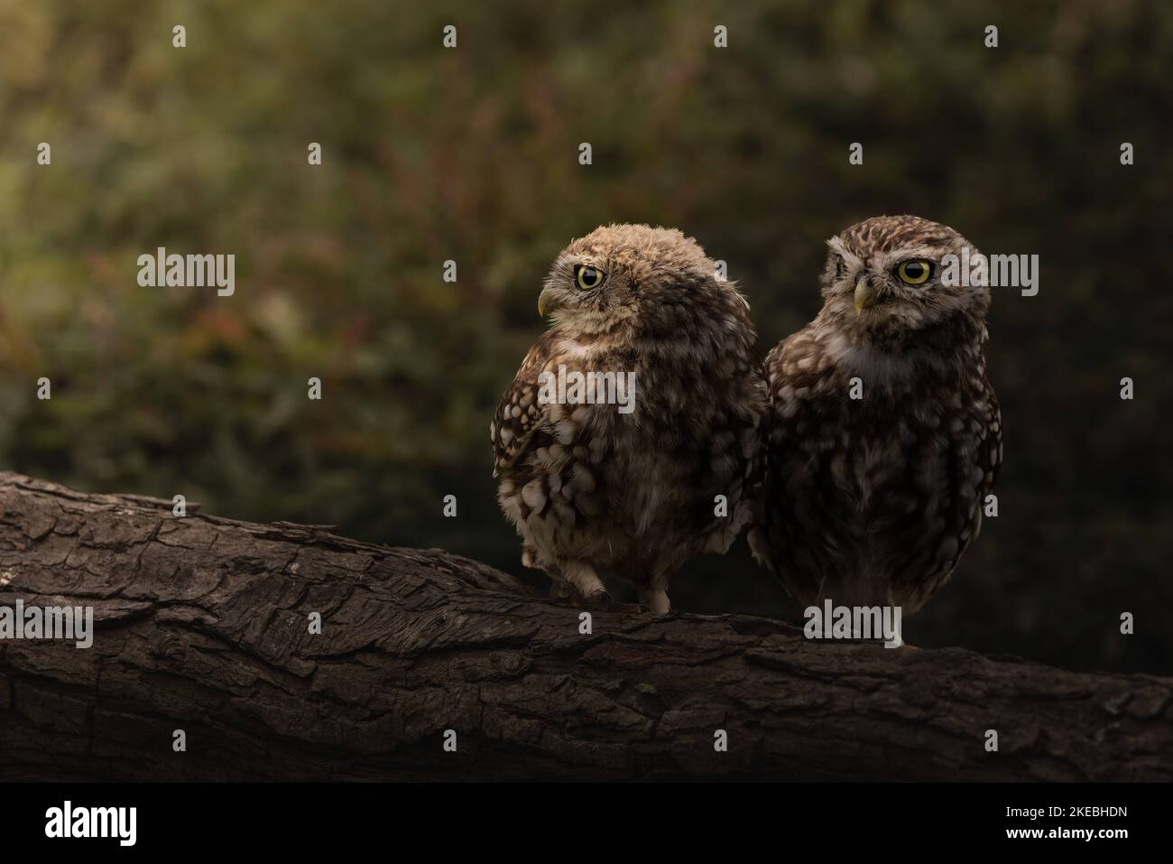 Ein Paar kleine Eulen. Sussex, Großbritannien: DIESE WUNDERSCHÖNEN Bilder, die diese Woche vom 8.. November aufgenommen wurden, zeigen eine entschlossene kleine Eule, die direkt zur Photographe fliegt Stockfoto