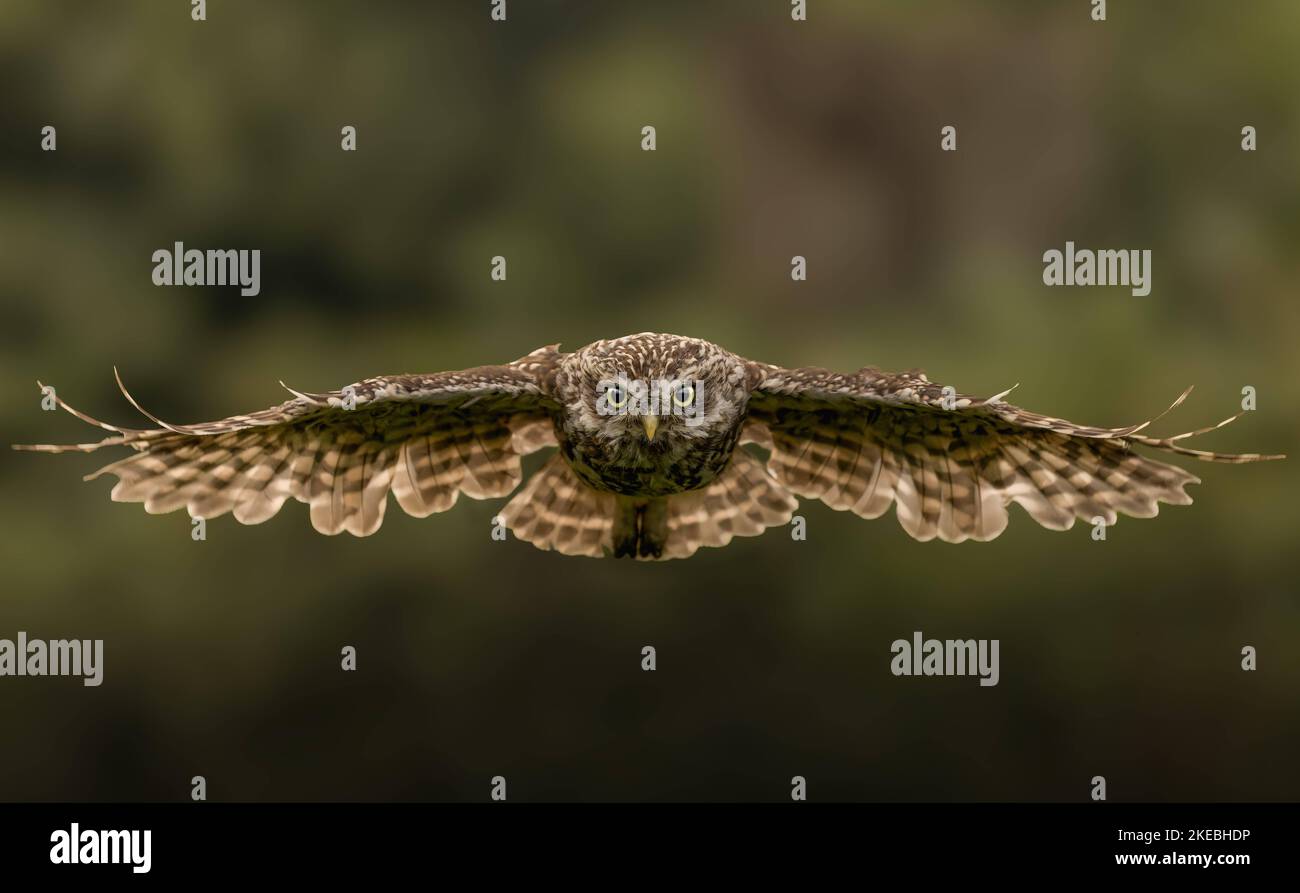 Eine ankommende kleine Eule. Sussex, Großbritannien: DIESE WUNDERSCHÖNEN Bilder, die diese Woche im November 8. aufgenommen wurden, zeigen eine entschlossene kleine Eule, die direkt auf das Foto fliegt Stockfoto