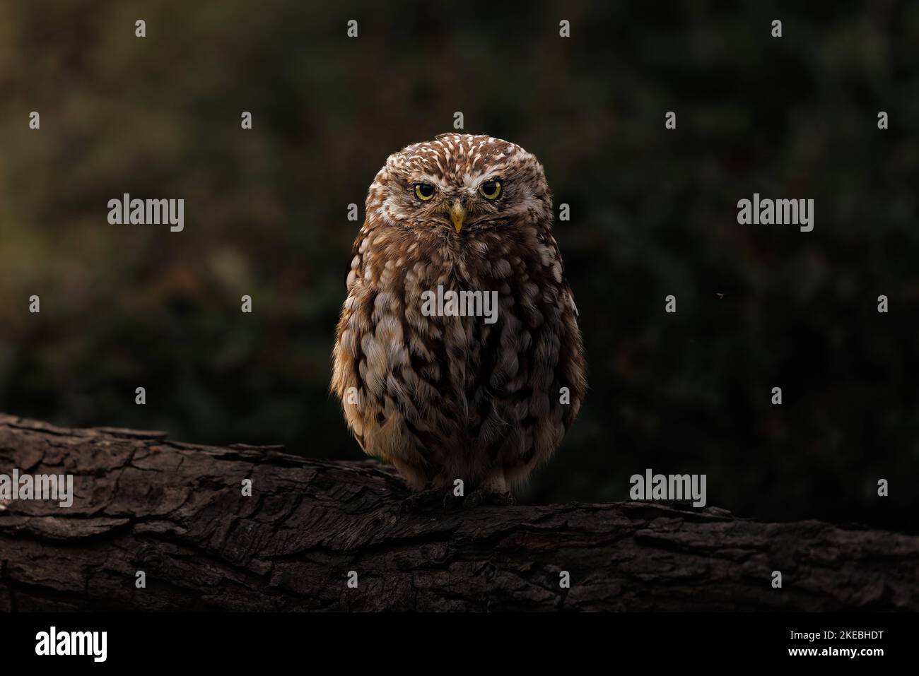 Eine flauschige wütende Eule. Sussex, Großbritannien: DIESE WUNDERSCHÖNEN Bilder, die diese Woche im November 8. aufgenommen wurden, zeigen eine entschlossene kleine Eule, die direkt zu den Fotografen fliegt Stockfoto