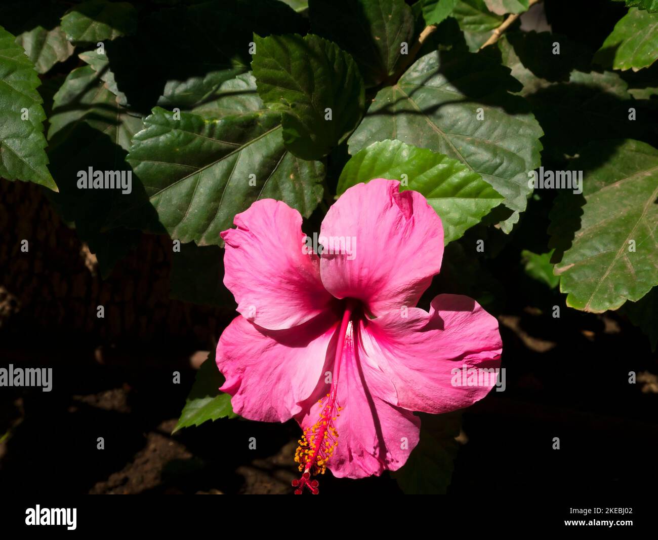 Hibiskus blüht in Straßenblumenbeeten in Fuengirola Spanien Stockfoto Hibiskus blüht in Straßenblumenbeeten in Fuengirola Spanien Stockfoto