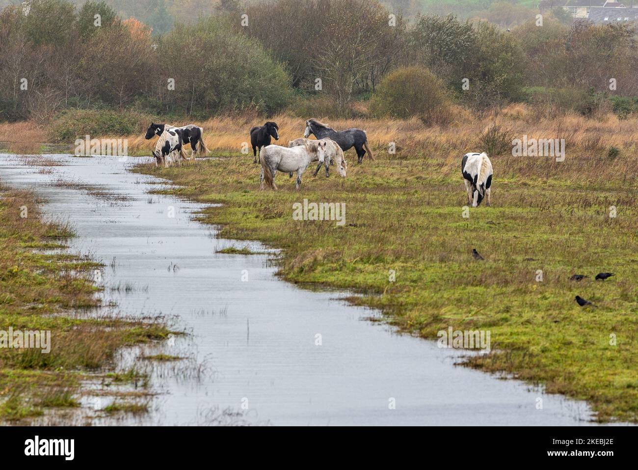 Inchydoney, West Cork, Irland. 11.. November 2022. An einem bewölkten und nassen Tag in West Cork grasen wilde Pferde auf wasserbedecktem Boden. Quelle: AG News/Alamy Live News. Stockfoto