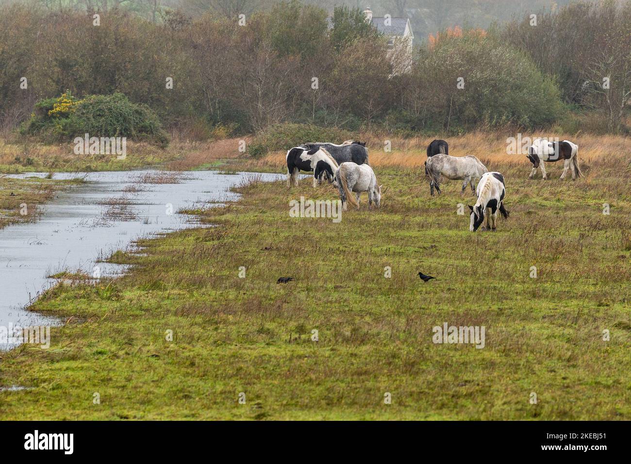 Inchydoney, West Cork, Irland. 11.. November 2022. An einem bewölkten und nassen Tag in West Cork grasen wilde Pferde auf wasserbedecktem Boden. Quelle: AG News/Alamy Live News Stockfoto