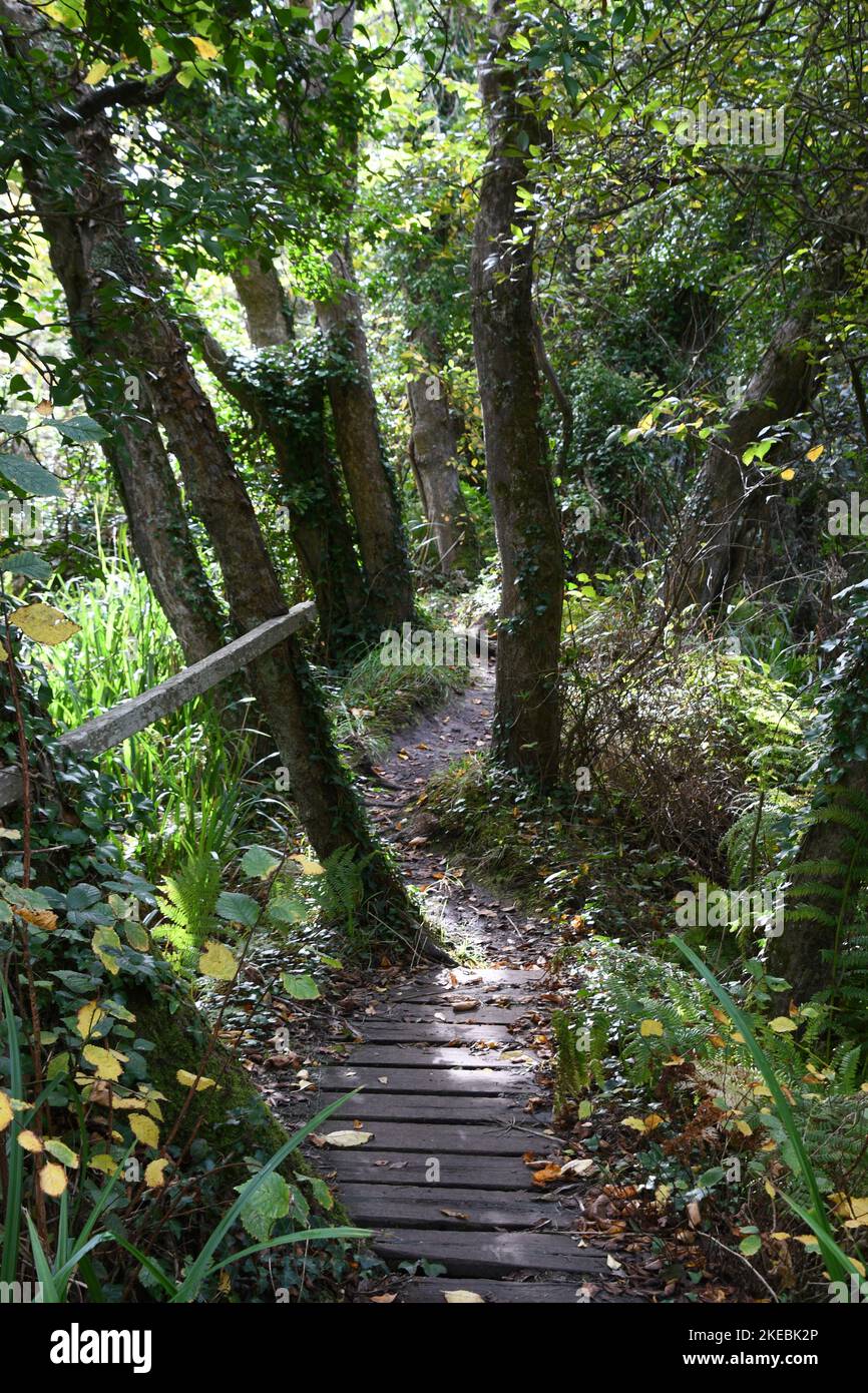 Eine Brücke über den kleinen Bach auf dem Nature Trail von Holy Vale nach Porthellick auf den St. Mary's Isles of Scilly, gesäumt von englischen Ulmenbäumen, die sich ausziehen Stockfoto