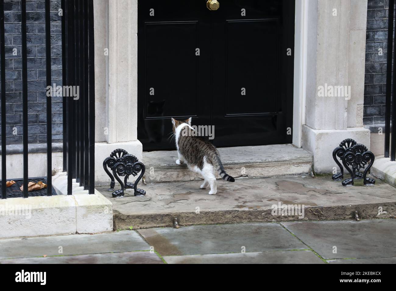 Larry the Cat in der Downing Street 10. Stockfoto