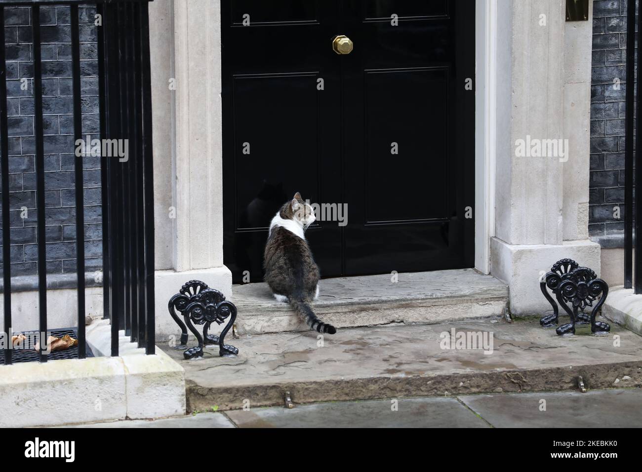 Larry the Cat in der Downing Street 10. Stockfoto