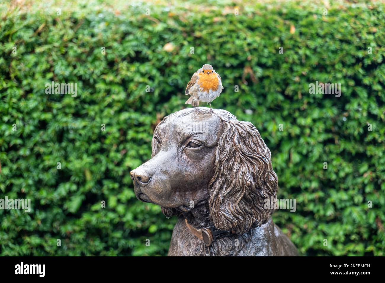 Robin ruht auf einer Bronzestatue von Max dem Wunderhund von Kirsty Armstrong Sculpture im Hope Park, Keswick, English Lake District. Stockfoto