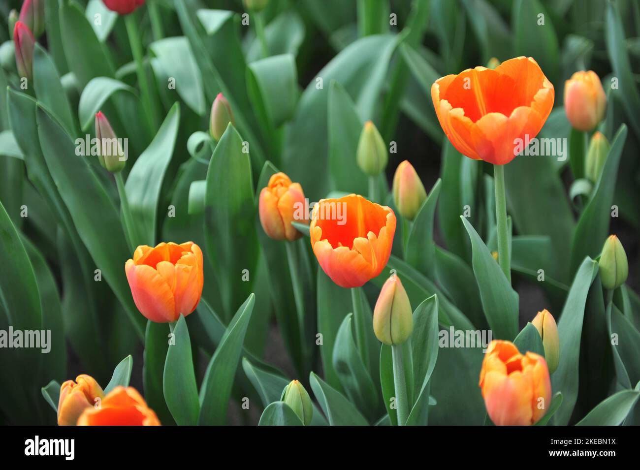 Orange Triumph Tulpen (Tulipa) blühen im März in einem Garten Stockfoto