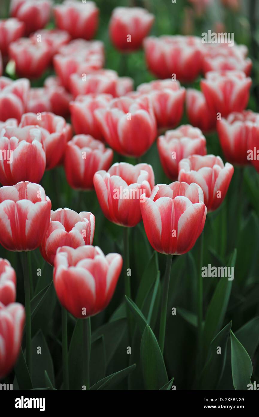 Rot mit weißen Rändern Triumph Tulpen (Tulipa) im März blüht in einem Garten zeitlos Stockfoto