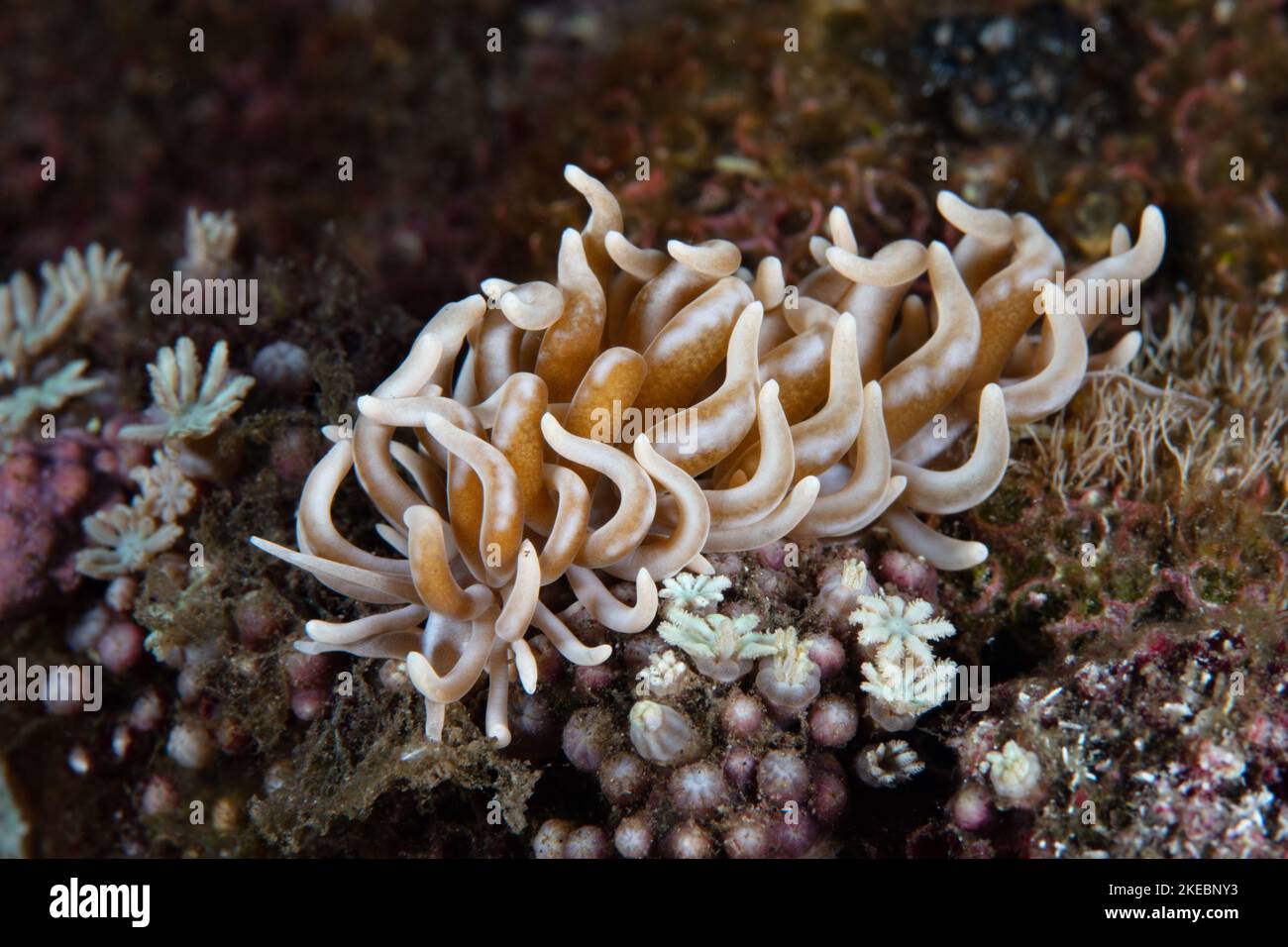 Ein gelber Phyllodesmium-Nudibranch, Phyllodesmium briareum, kriecht über den Meeresboden in Indonesien. Diese Meeresschlacke ernährt sich von Weichkorallen. Stockfoto
