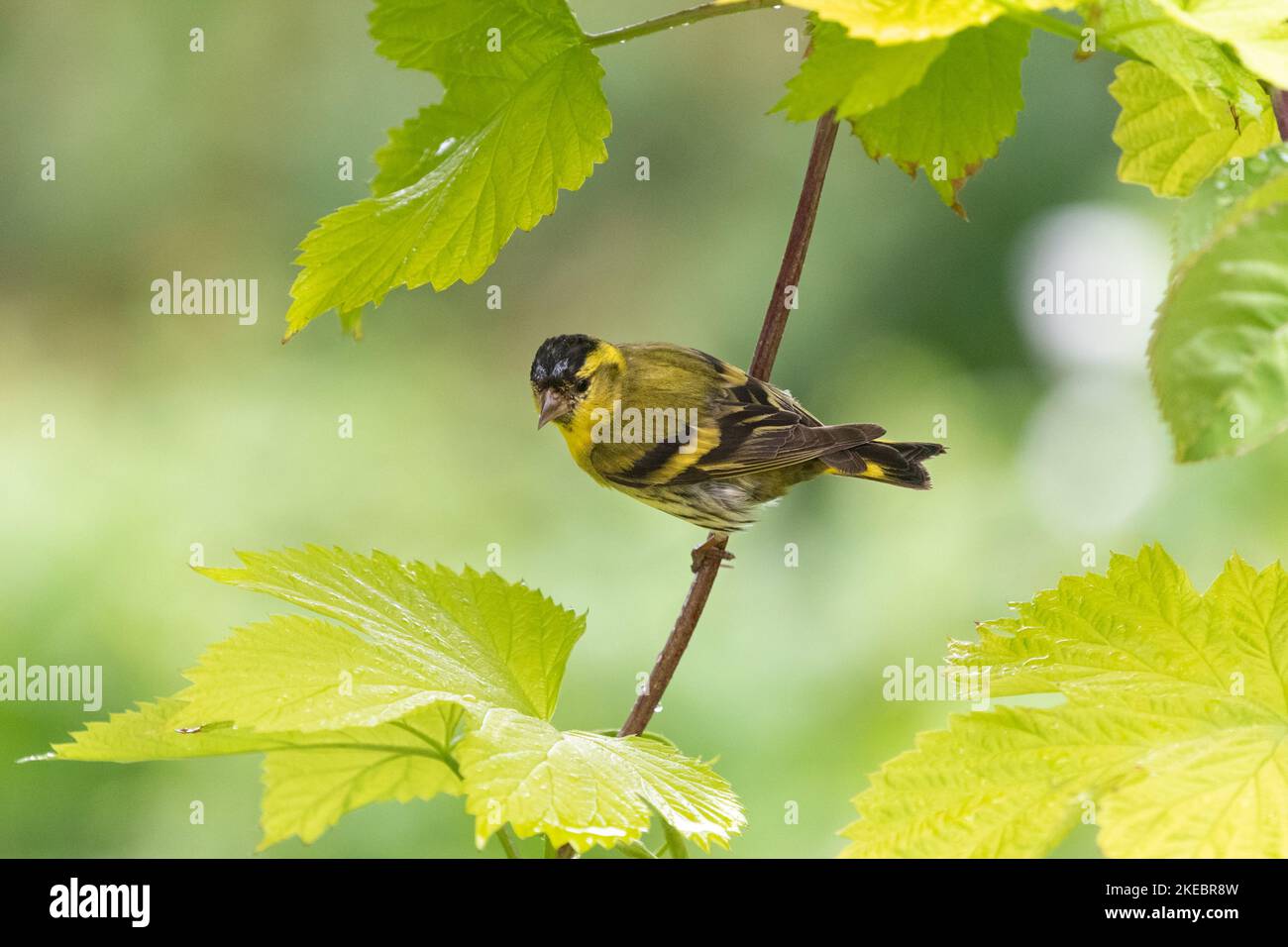 Siskin (Carduelis spinus) mit feuchten Federn aus Regen, hoch oben auf dem goldenen Hopp im britischen Garten Stockfoto