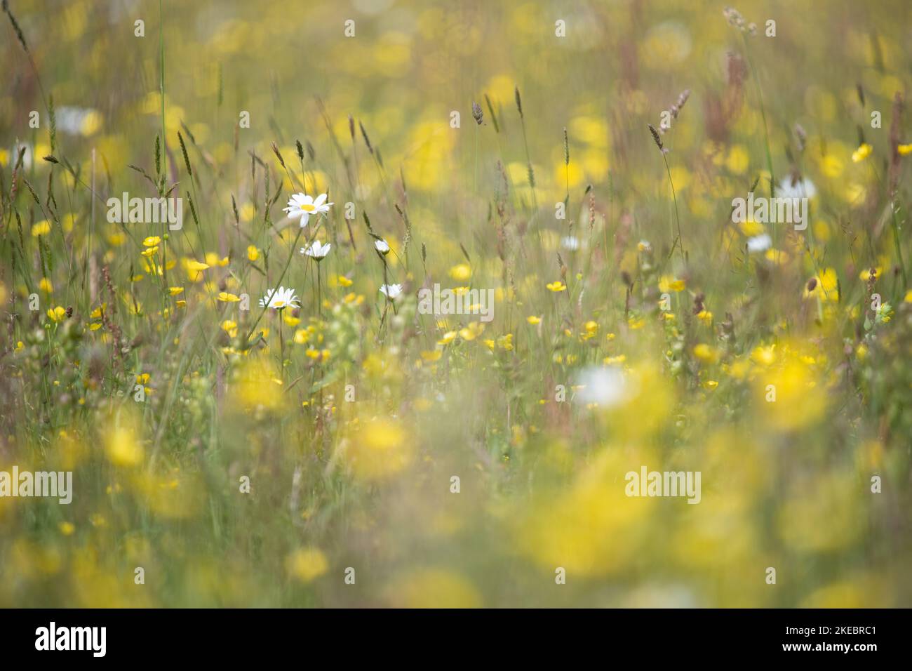 Wildblumenwiesen mit Butterbechern und Ochsenaugenblüten - England, Großbritannien Stockfoto